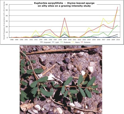Euphorbia serpyllifolia  -  thyme-leaved spurge
