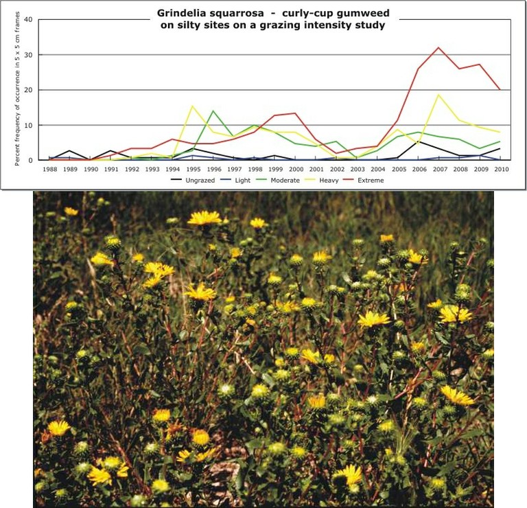 Grindelia squarrosa  -  curly-cup gumweed