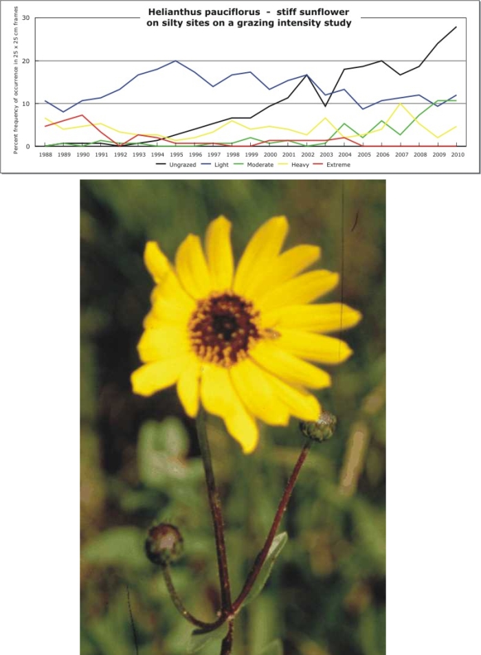 Helianthus pauciflorus  -  stiff sunflower