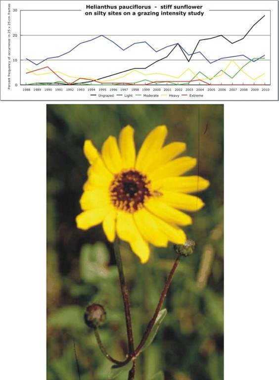 Helianthus pauciflorus  -  stiff sunflower
