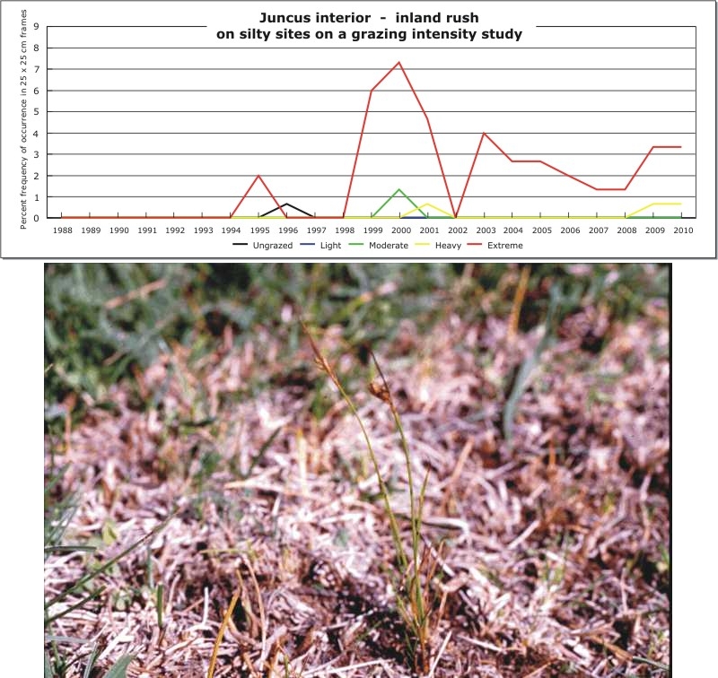 Juncus interior  -  inland rush