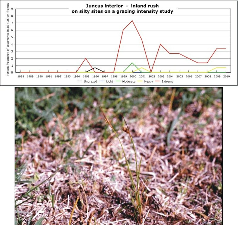 Juncus interior  -  inland rush