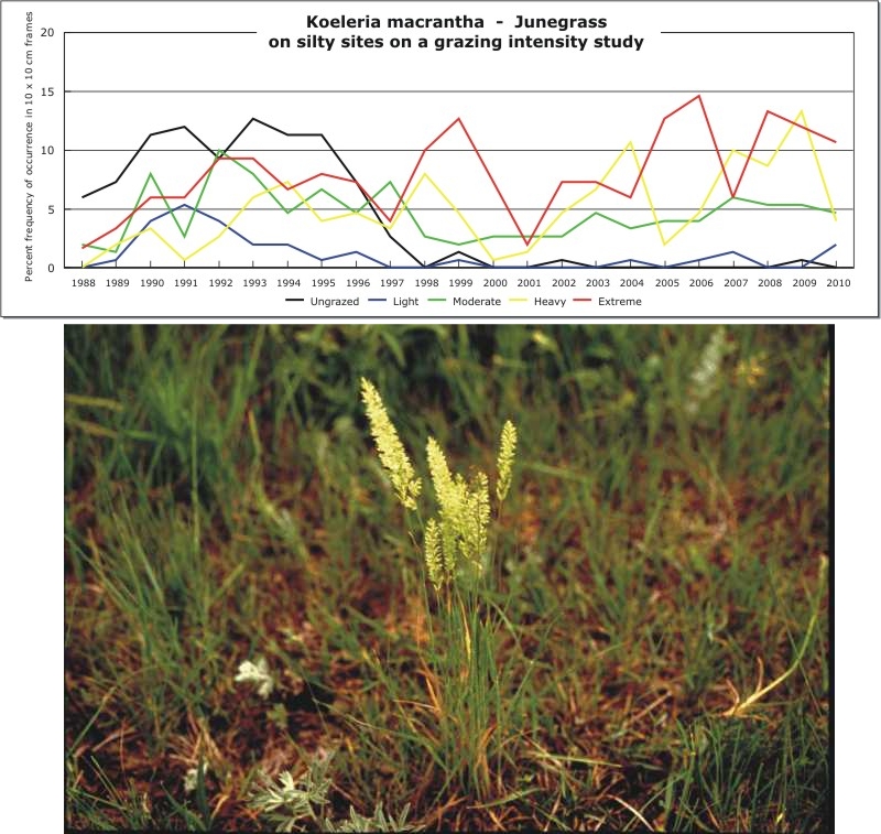 Koeleria macrantha  -  Junegrass