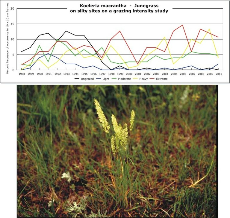 Koeleria macrantha  -  Junegrass