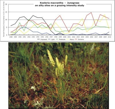 Koeleria macrantha  -  Junegrass