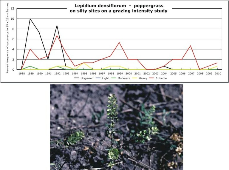 Lepidium densiflorum  -  peppergrass