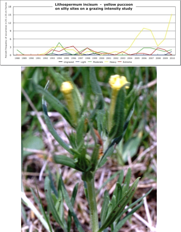 Lithospermum incisum  -  yellow puccoon