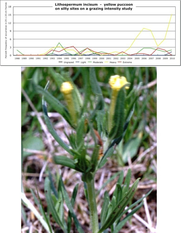Lithospermum incisum  -  yellow puccoon