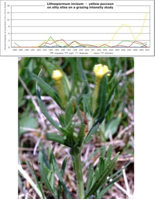 Lithospermum incisum  -  yellow puccoon
