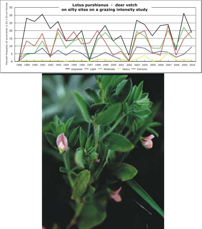 Lotus purshianus  -  deer vetch