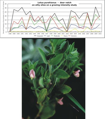 Lotus purshianus  -  deer vetch
