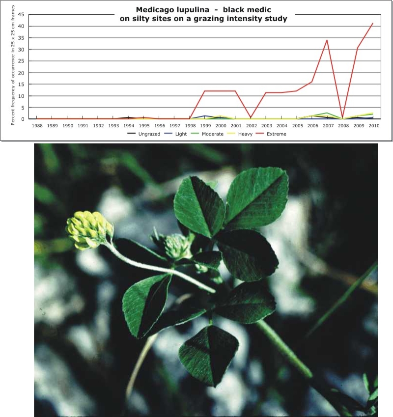 Medicago lupulina  -  black medic