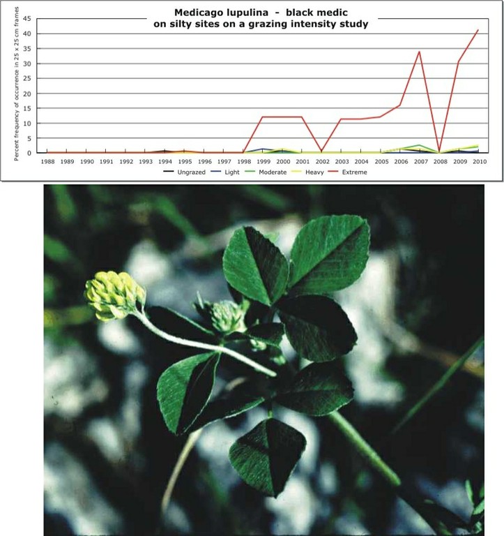 Medicago lupulina  -  black medic