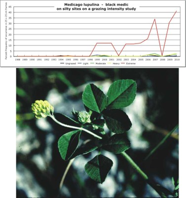Medicago lupulina  -  black medic