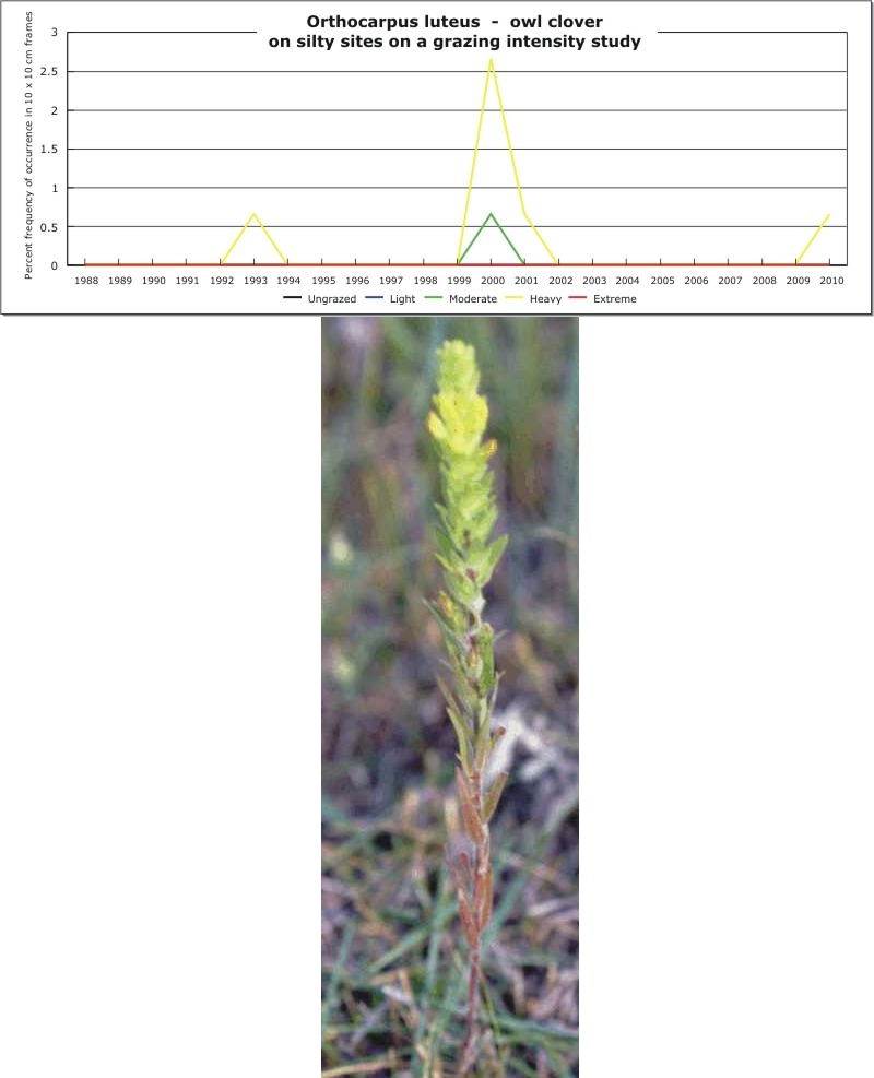 Orthocarpus luteus  -  owl clover