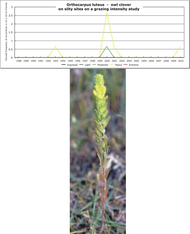 Orthocarpus luteus  -  owl clover