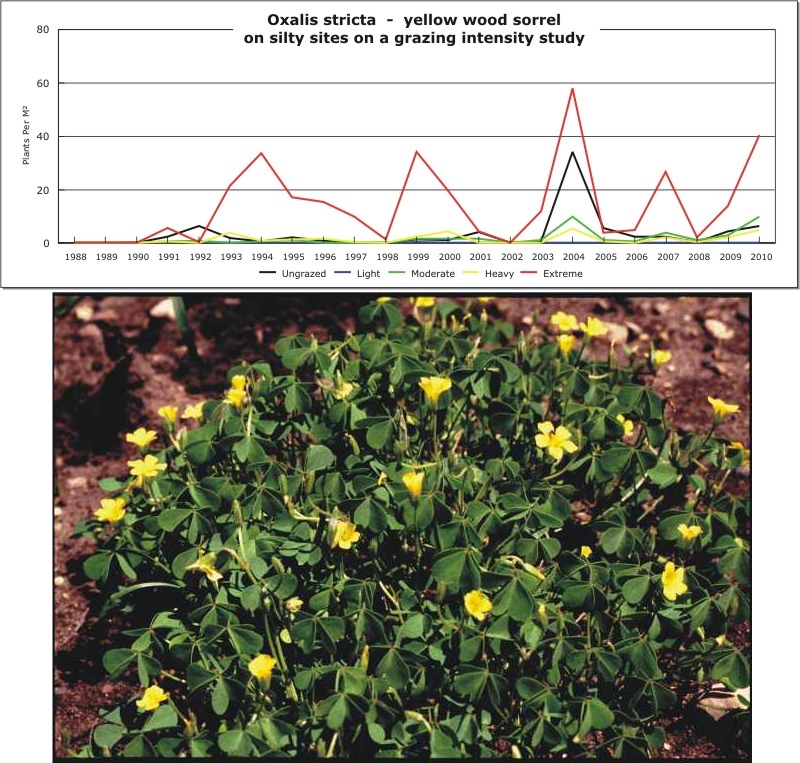 Oxalis stricta  -  yellow wood sorrel