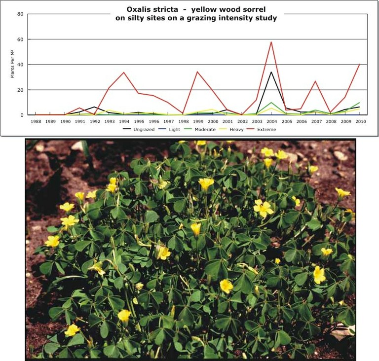 Oxalis stricta  -  yellow wood sorrel