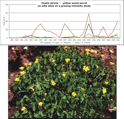 Oxalis stricta  -  yellow wood sorrel
