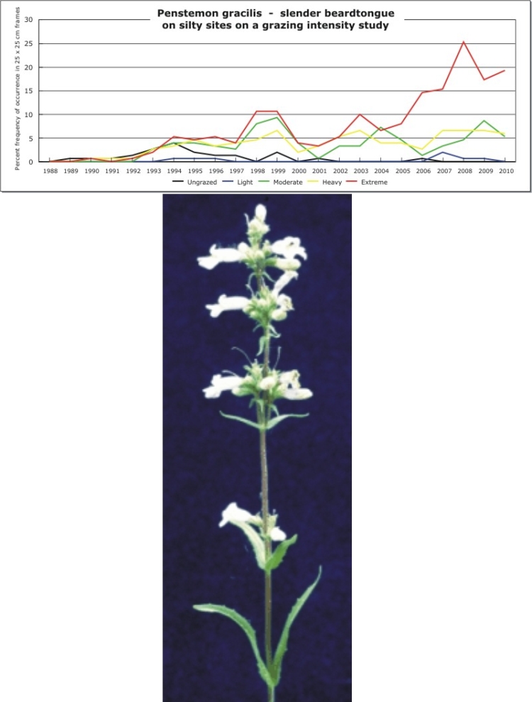 Penstemon gracilis  -  slender beardtongue