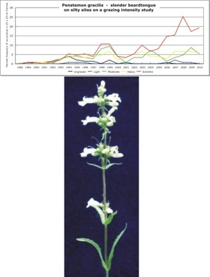 Penstemon gracilis  -  slender beardtongue