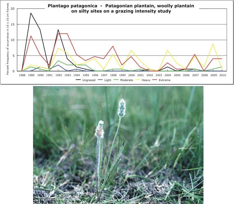 Plantago patagonica  -  Patagonian plantain, woolly plantain