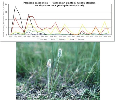 Plantago patagonica  -  Patagonian plantain, woolly plantain