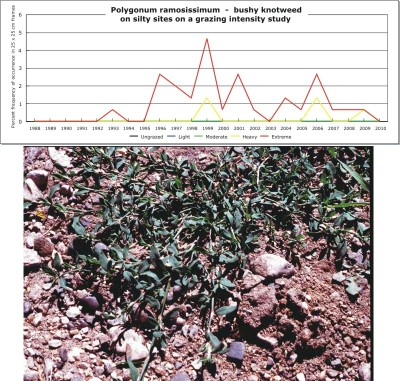 Polygonum ramosissimum  -  bushy knotweed