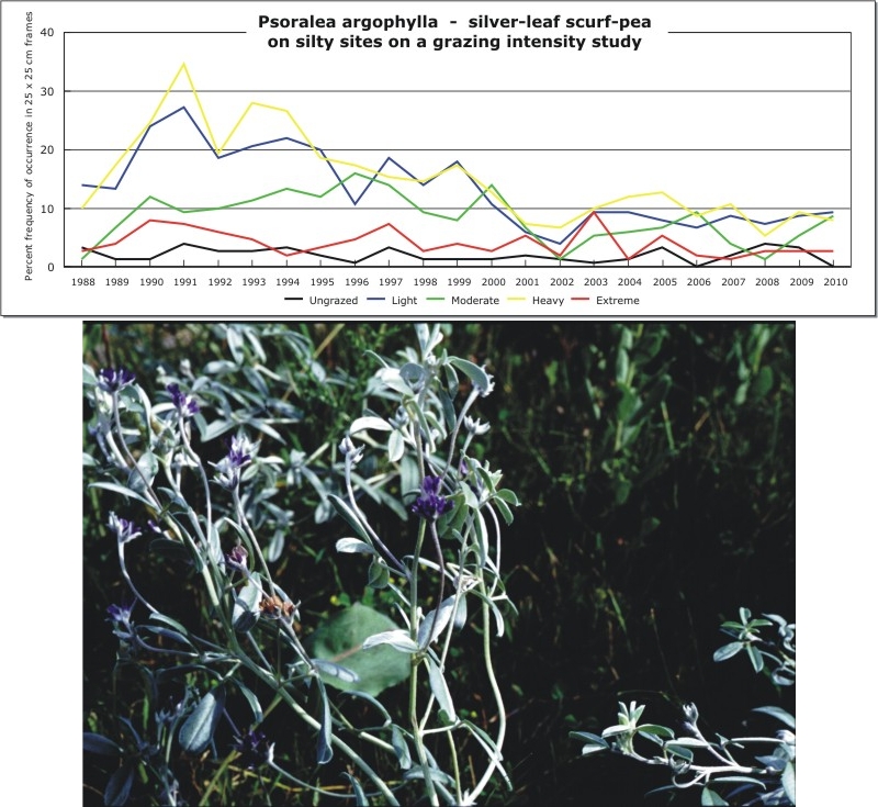 Psoralea argophylla  -  silver-leaf scurf-pea