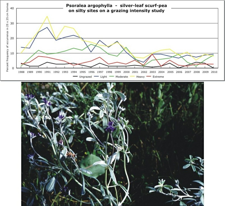 Psoralea argophylla  -  silver-leaf scurf-pea