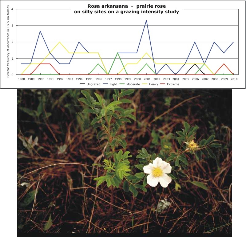 Rosa arkansana  -  prairie rose