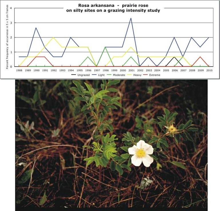 Rosa arkansana  -  prairie rose