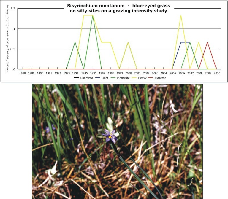 Sisyrinchium montanum  -  blue-eyed grass