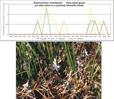 Sisyrinchium montanum  -  blue-eyed grass