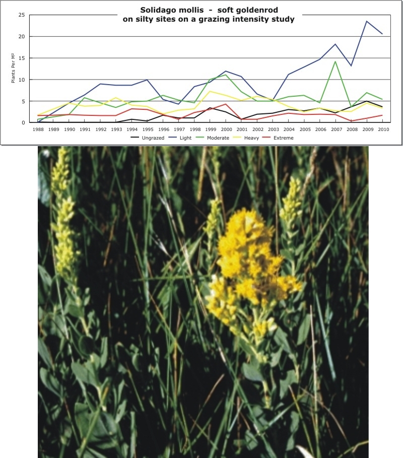 Solidago mollis  -  soft goldenrod