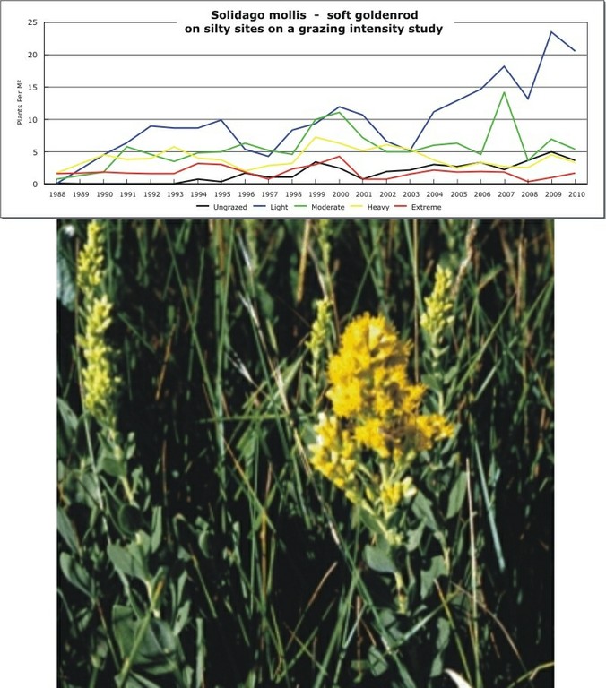 Solidago mollis  -  soft goldenrod