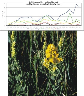Solidago mollis  -  soft goldenrod