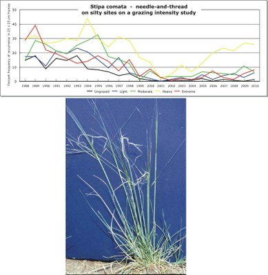 Stipa comata  -  needle-and-thread