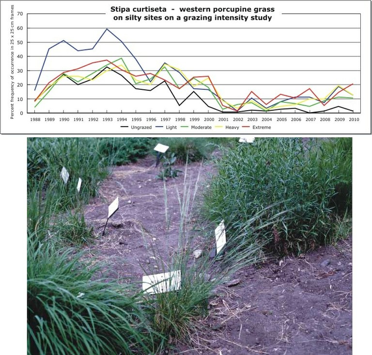 Stipa curtiseta  -  western porcupine grass