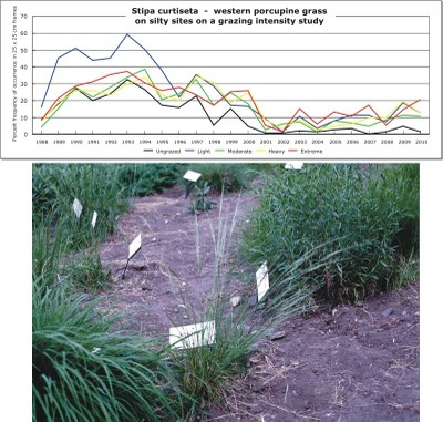 Stipa curtiseta  -  western porcupine grass