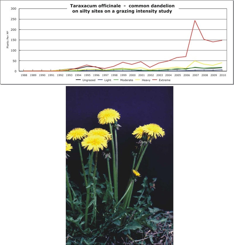 Taraxacum officinale  -  common dandelion