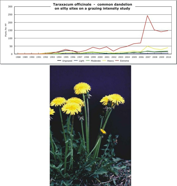Taraxacum officinale  -  common dandelion