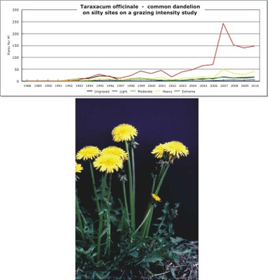 Taraxacum officinale  -  common dandelion