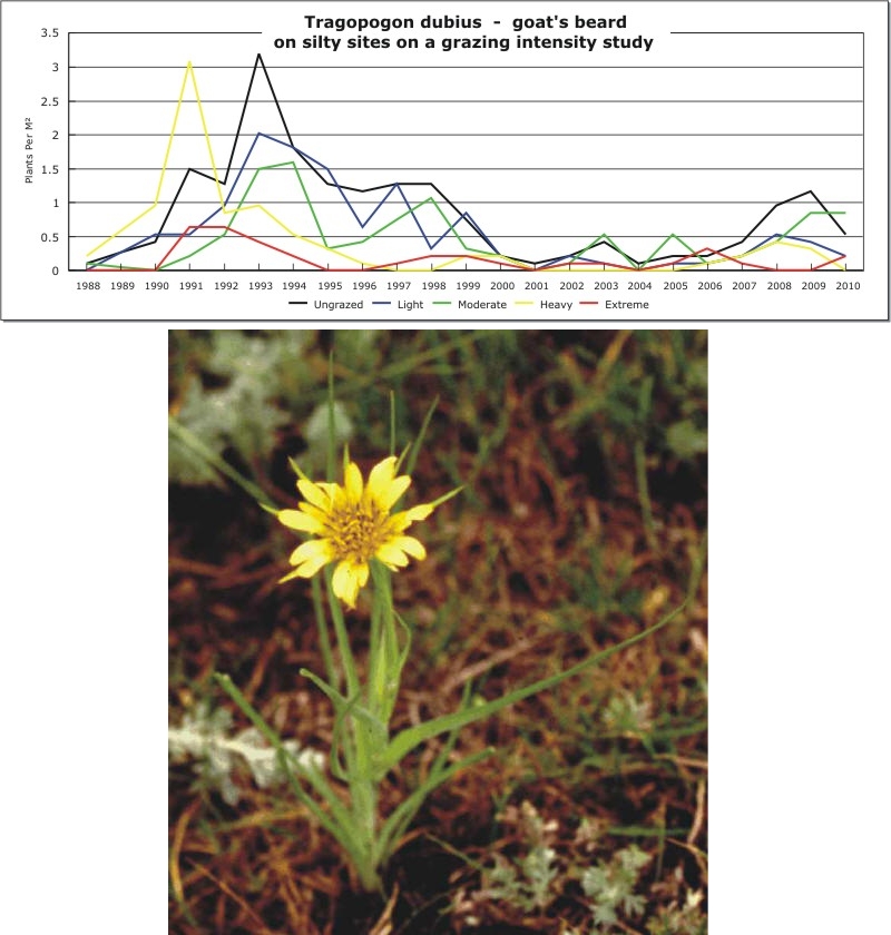Tragopogon dubius  -  goat's beard
