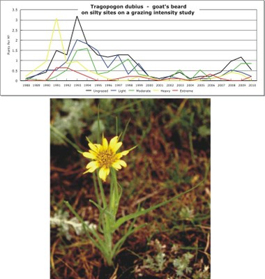 Tragopogon dubius  -  goat's beard