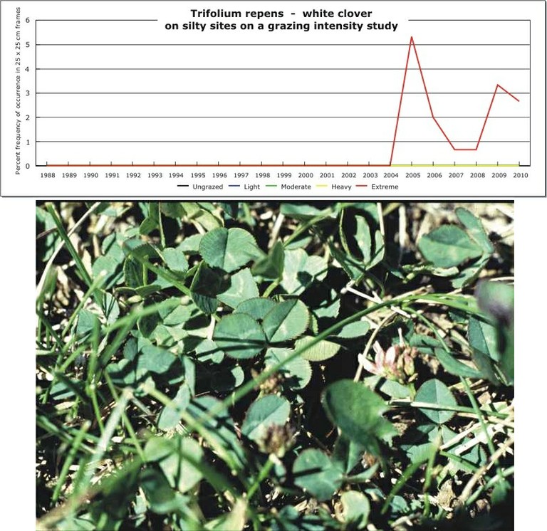 Trifolium repens  -  white clover
