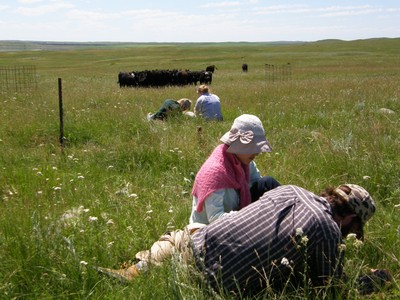 Sampling above-ground forage production on the grazing intensity study
