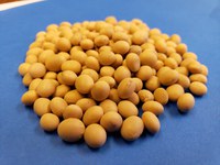 Soybeans