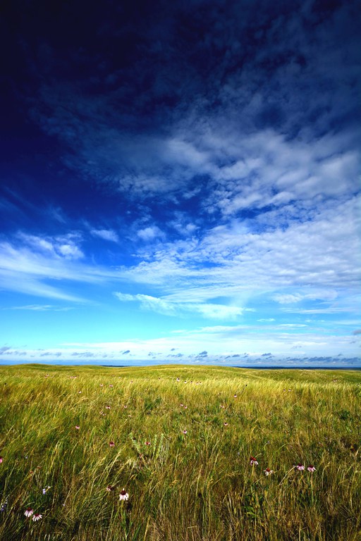 Native pasture