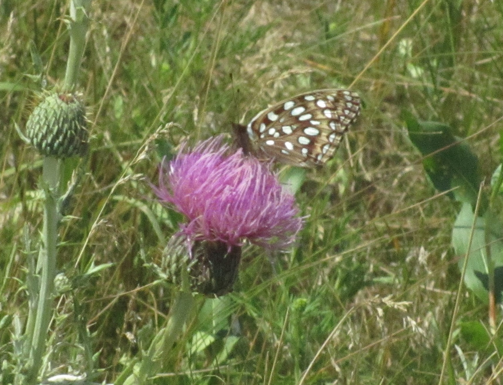 Aphrodite fritillary